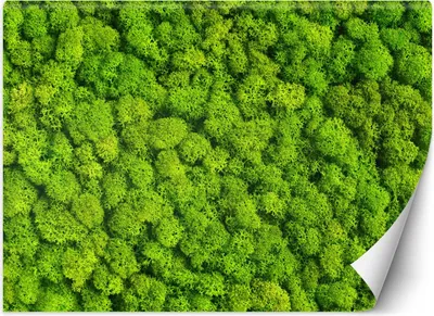 Zdjęcie produktu dla Fototapeta filzelinowa Mech chrobotek 450x315 cm Feeby Zielony klej w zestawie łatwa w montażu