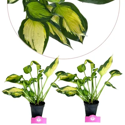 Imagen del producto de Conjunto de 2 plantas de la variedad "Forbidden Fruit" – perennes – en maceta de 13 cm