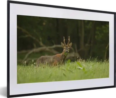 Produktbild von MuchoWow® MuchoWow® Gerahmtes Poster Hirsche - Gras - Wald 60x40 cm - Poster mit zchwarzem Bilderrahmen - Schlafzimmer - Plakat in Rahmen - Drucken