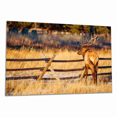 Produktbild von Wallario Herdabdeckplatte aus Glas, Größe 80 x 52 cm 1-teilig, Motiv Elch im Schnee - im Hochland von Colorado