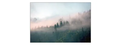 Obrázek produktu pro Muralo fototapeta les v mlze 360 (š) x 240 (v) cm netkané tapety tapety stromy obývací pokoj ložnice moderní nástěnné malby XXL krajina panorama nástěnná dekorace