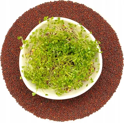 Immagine prodotto di BROKKOLI semi per germogli 500g