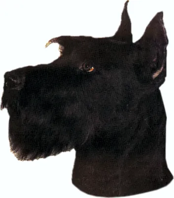 Produktbild von Aufkleber Schnauzer 125 x 110 mm