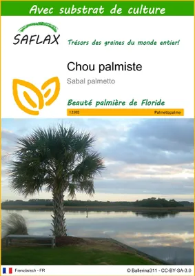 Image de SAFLAX - Chou palmiste - 8 graines - Avec substrat - Sabal