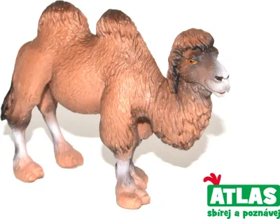 Immagine prodotto di C - Figurka Velbloud 11 cm