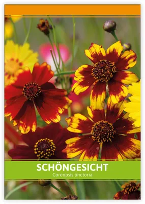 Artikelbild 1 von 'Schöngesicht für Werbezwecke' aus der Kategorie Saatgut für Werbezwecke