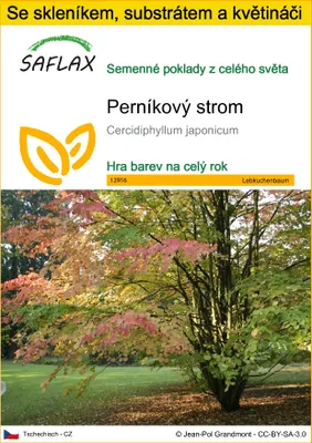 Obrázek produktu pro SAFLAX Kultivační sada - perníkový strom - Cercidiphyllum japonicum - 200 Semena - S mini skleníkem, pěstebním substrátem a 2 květináči