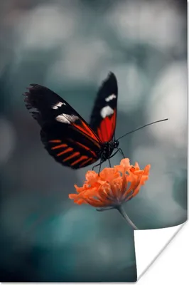 Produktbild von MuchoWow® Poster Schmetterling - Blume - Insekt 80x120 cm - Papierdruck