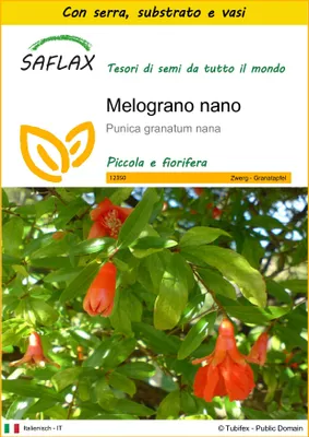 Immagine prodotto di SAFLAX Insieme di coltivazione - Melograno nano - 50 semi - Punica