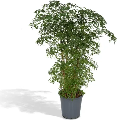 Immagine prodotto di Polyscias Fruticosa – Pianta da appartamento della famiglia delle Araliacee – Ø21 cm – ↕75 cm – Pianta tropicale con fogliame delicato e filigranato – Facile da curare e purificatrice dell'aria