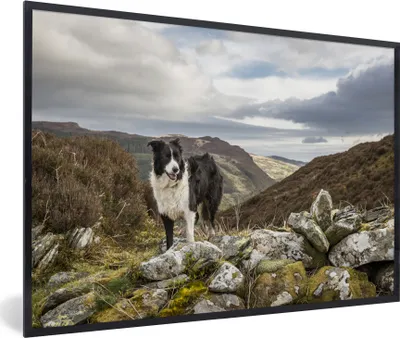 Produktbild von MuchoWow® MuchoWow® Gerahmtes Poster Ein Border Collie steht auf dem Gipfel des Berges 60x40 cm - Poster mit zchwarzem Bilderrahmen - Printing - Wanddeko Schlafzimmer