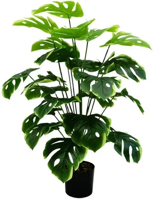 Immagine prodotto di Pianta tropicale da 90 cm in vaso nero, di facile manutenzione