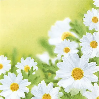 Produktbild von Servietten 33x33 cm - White Daisies