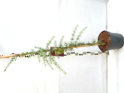Produktbild von Cedrus deodara 'Golden Horizon' 110–140 cm Himalaya-Zeder gold immergrün