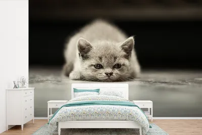Produktbild von MuchoWow® Fototapete für Wohnzimmer oder Schlafzimmer Wandtapete Vinyl Motivtapete Katze - Boden - Schwarz - 600x400 cm - Vinyltapeten