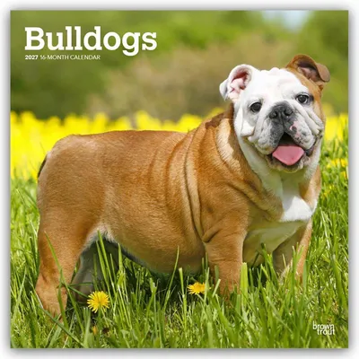Produktbild von Bulldogs - Bulldogge 2027 - 16-Monatskalender