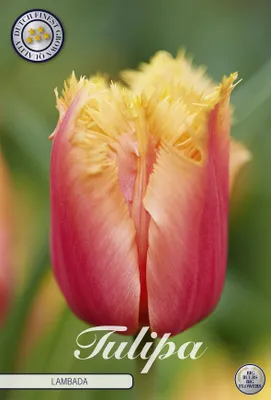 Artikelbild 2 von 'Tulpe Lambada (10 Stück)' aus der Kategorie Tulpenzwiebeln