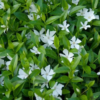 A close-up view of white Vinca minor flowers and green leaves.