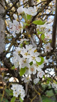 Image de Pyrus communis 'Kirchensaller' (Semis) / Poirier commun