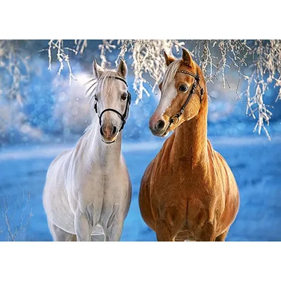 Obrázok produktu pre Castorland The Winter Horses 260 pcs, 260 kusov, Fauna, 8 rok / roky