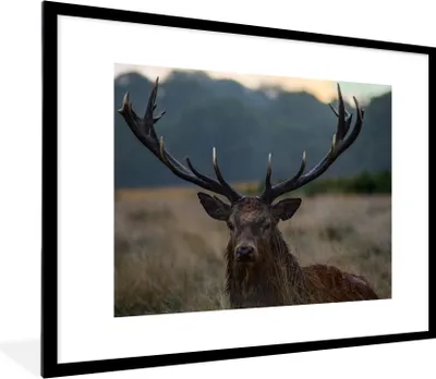 Produktbild von MuchoWow® Gerahmtes Poster Hirsch - Wiese - Geweih 80x60 cm - Poster mit Schwarzem Bilderrahmen Wandposter Rahmen Foto Bilder - Schlafzimmer-Dekorationen - Fotoposter