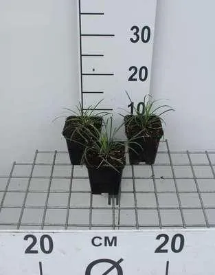 Image de 6 x Ophiopogon jap. 'Minor' - Barbe de serpent - pot 9 x 9 cm