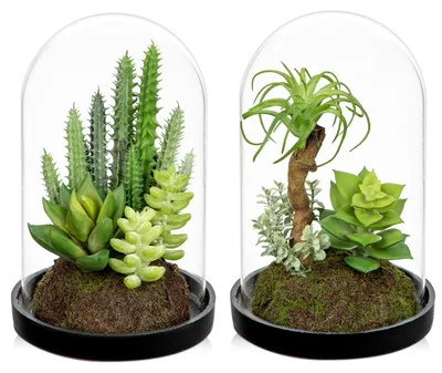 Künstliche Sukkulenten 2er-Set in Glasglocken 15 cm