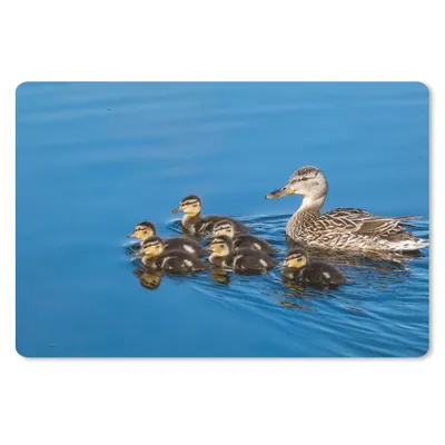 Produktbild von MuchoWow® Schreibtischunterlage Ente - Wasser - Vogel - Braun 60x40 cm - XXL Mauspad - Großes Mauspad