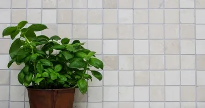 Produktbild von Handmuster Mosaik Fliese Marmor Naturstein elfenbein Botticino Antique Marble MOS36-0106_m
