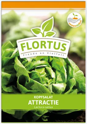 Produktbild von Kopfsalat Attractie | Kopfsalatsamen von FLORTUS