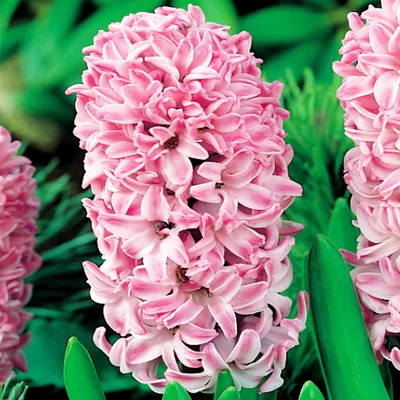Produktbild von Hyazinthe Blumenzwiebeln Zwiebeln Blumen Hyacinthus Splendid Cornelia 5 St.