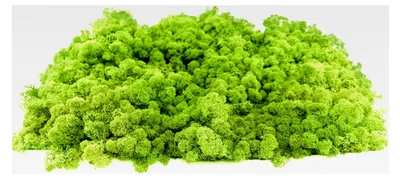 Produktbild von Echtes Islandmoos konserviert 1 KG Hellgrün - Dekomoos für Bastelarbeiten, Moosbilder, Wanddekoration, Modellbau in weiteren Farben und Größen erhältlich 40g - 500g 1 KG - 4 KG