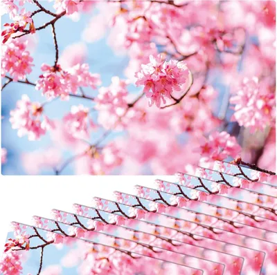 Produktbild von Abwaschbare Tischsets 12er Set Frühling Kirsch-Blüten