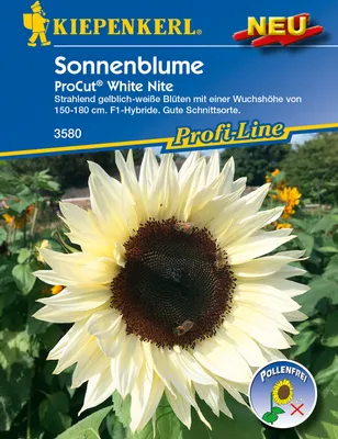 Produktbild von [STREICHUNG 2024] Sonnenblume ProCut White Nite | Sonnenblumensamen von Kiepenkerl