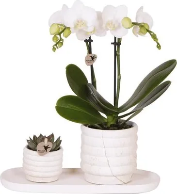 Produktbild von Phalaenopsis Orchidee Lausanne Weiß + Sukkulente Pflanzenset 9cm Zimmerpflanze