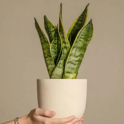 Sansevieria Laurentii Set von 3 - Pflegeleichte Zimmerpflanze - Topf 12 cm - Höhe 30-40 cm