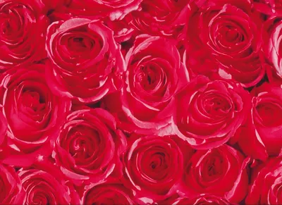 Produktbild von Klebefolie - Möbelfolie - rote Rosen - Dots -  45 cm x 200 cm Dekorfolie