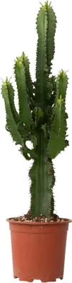 Produktbild von Cowboy-Kaktus - Euphorbia ingens - Höhe 50-60cm - ⌀17cm