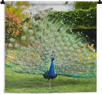 Produktbild von MuchoWow® Wandteppich Wandbehang Pfau - Federn - Garten 150x150 cm Tapisserie Dekoration Wandtuch - Wohnaccessoires - Modernes