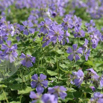 Obrázok produktu pre 6 x Geranium 'Philippe Vapelle'  | Kvetináč 9 cm x 9 cm