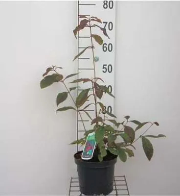 Immagine prodotto di Callicarpa bodinieri 'Profusion' - Arbusto a bacche viola 40- 60 cm in contenitore