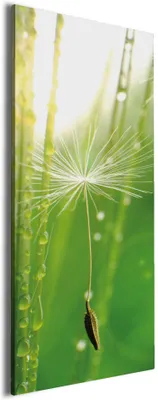 Produktbild von Wallario Premium Leinwandbild Pusteblume Nahaufnahme in Größe 60 x 150 cm