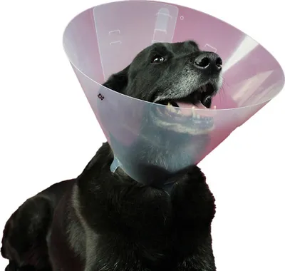Produktbild von Hunde-Halskrause KVP Betsy (33-40 cm)