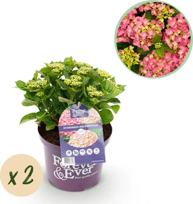 Immagine prodotto di Ortensia - Ortensia per sempre - Rosa - 7-12 fiori - 2 piante - Pianta da terrazza - 40-55cm - Ø23cm - Pianta da giardino