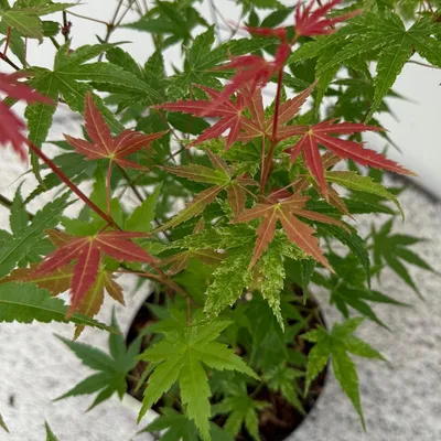 Image de Érable japonais Acer palmatum « Phoenix » - 2 plants - 70cm de haut - Ø19cm