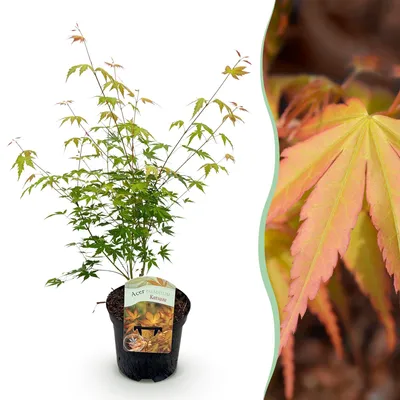Image de Green boutiQ - Plante de terrasse - Érable japonais - Acer palmatum Katsura - Orange - 1 plante - À feuilles caduques - Pot de 19 cm, hauteur 70 cm