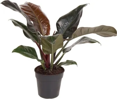 Produktbild von Baumfreund - Philodendron 'Imperial Red' - Höhe 50cm - ⌀19cm