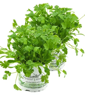 Produktbild von Enseleits 2er Set Koriander Coriandrum sativum