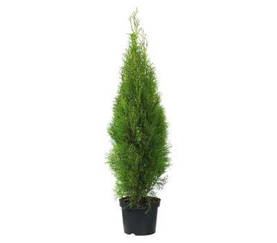 Produktbild von Dehner Thuja Smaragd, immergrün, ca. 100-125 cm, 9.9 l Topf, Heckenpflanze