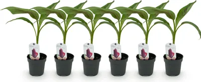 Immagine prodotto di Pianta di banana Musa sikkemensis Red Tiger – 6 piante – Resistente al freddo – Pianta da frutto – 12 cm, altezza circa 30 cm
